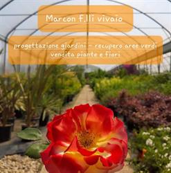 Marcon F.Lli Vivaio