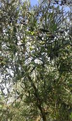 Azienda Olivicola Paolo Giraldi