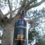 Is Cogas Mirto di Sardegna