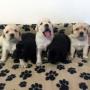 Allevamento Cuccioli di Labrador