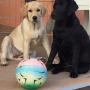 Addestramento Labrador