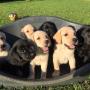 Cuccioli con Pedigree