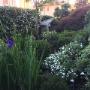 Fiori