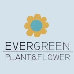 Ever Green