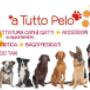 Toelettatura Animali