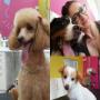 Bellissimi I Nostri Cagnolini