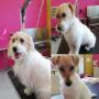 I Nostri Cagnolini