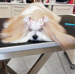 Myfido Salone Toelettatura