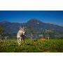 Il Campo Ranch Pensione per Cani