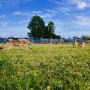 Il Campo Ranch Pensione per Cani