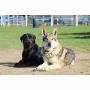 Il Campo Ranch Pensione per Cani