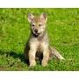 Il Campo Ranch Pensione per Cani