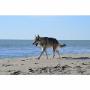 Il Campo Ranch Pensione per Cani