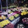 Fiori Freschi