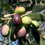 olio Extravergine di oliva del salento