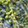 olio Extravergine di oliva del salento