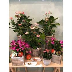 I Fiori di Emi e Fede