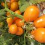 Pomodori Foto 5