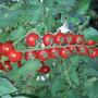 Pomodori Foto 4