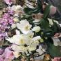Orchidee