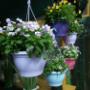 Piante per Balcone