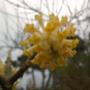 Fiori Freschi