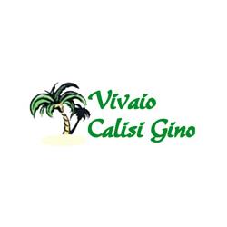 Calisi Gino Vivaio