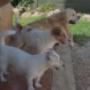 Golden Retriver