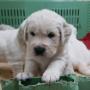 Pensione per Cani
