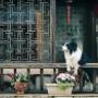 Funerali per Cani