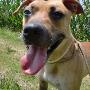 Pensione per Cani