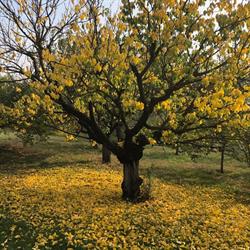 B&B Cascina il Ginepro