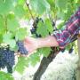 Tenuta La Vigna