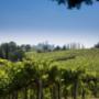 Tenuta La Vigna