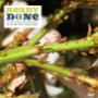 Disinfestazione Colubri
