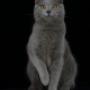 Allevamento gatto certosino