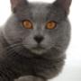 Gatto certosino