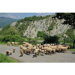 Societa' Agricola Canvecchio