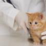 Cuccioli
