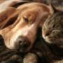 Cani e Gatti