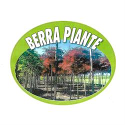 Berra Piante