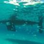 Asinara Sailing School di Giorgio Leone