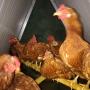 Santa Poppa Galline