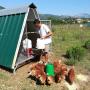 Santa Poppa Galline