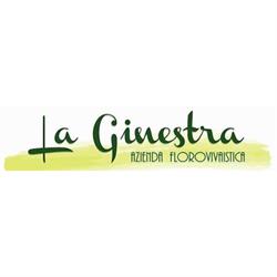 La Ginestra