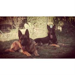 Dog School – Educazione Cinofila - Pensione per Cani