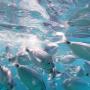 snorkeling la maddalena