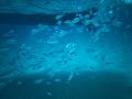 Escursioni snorkeling La Maddalena e Caprera