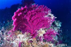 Aqua Element Diving Center