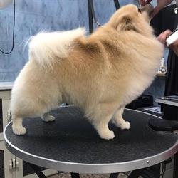 Cucciolandia